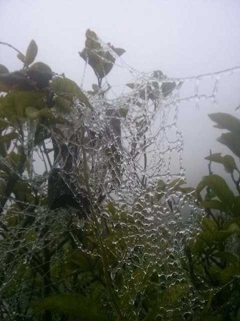 Băng tuyết phủ trắng vùng núi Nghệ An