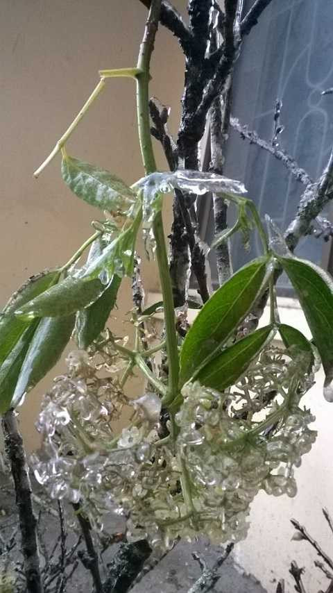 Băng tuyết phủ trắng vùng núi Nghệ An