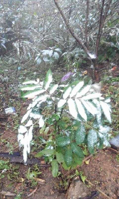 Băng tuyết phủ trắng vùng núi Nghệ An