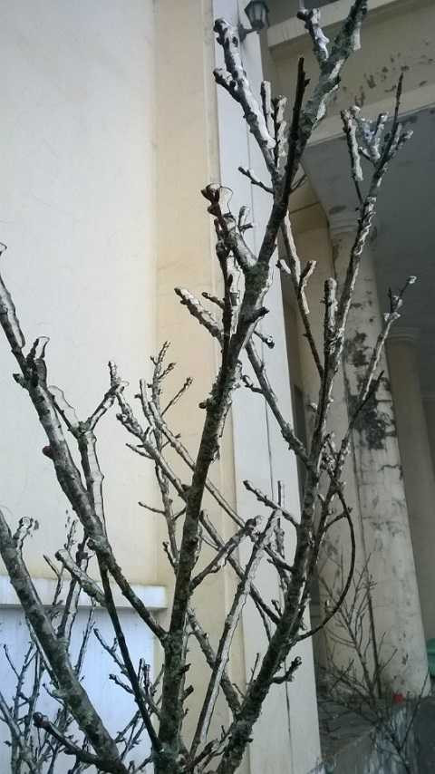 Băng tuyết phủ trắng vùng núi Nghệ An