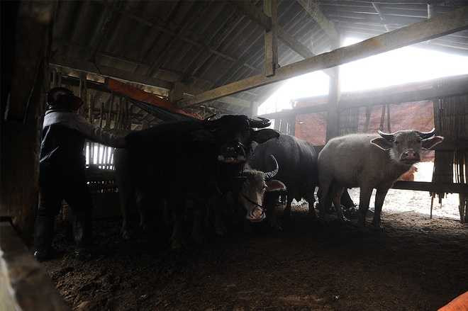 Gia đình anh Chảo Dào Tá, bản Khoang, xã Can Hồ B (Sa Pa, Lào Cai) có 6 con trâu. Anh lùa về chuồng, che chắn cẩn thận để tránh giá rét. Mỗi đợt tuyết rơi, hàng chục trâu bò chết vì cước chân khiến nhiều gia đình thiệt hại nặng về kinh tế.