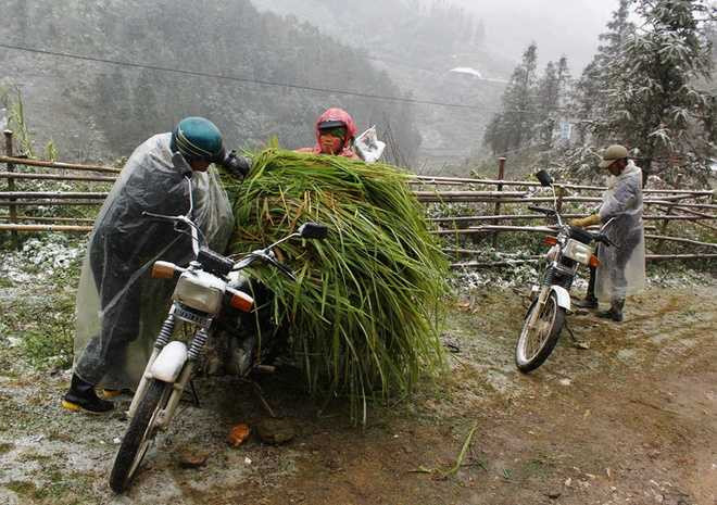 Vợ chồng người Mông tranh thủ đi cắt cỏ về dự trữ vì sợ lớp tuyết dày phủ kín không còn cỏ cho trâu bò ăn.
