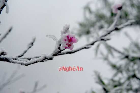 Những bông hoa đào ngậm tuyết đem đến một cảm giác vô cùng thi vị trên vùng biên viễn.