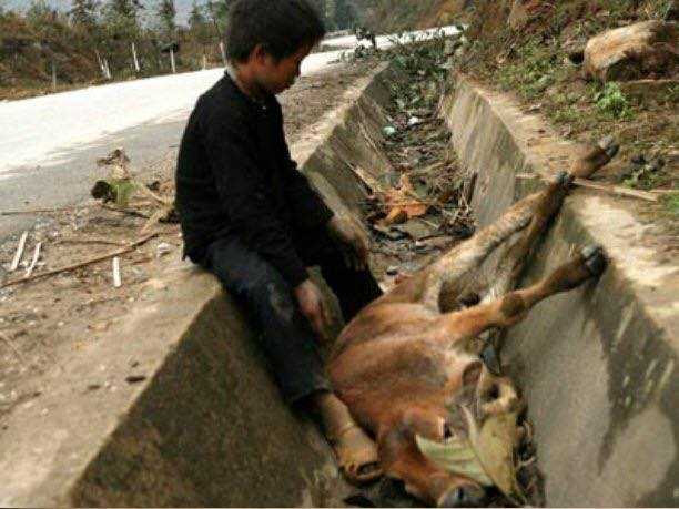 Tuyết rơi bất ngờ khiến người dân địa phương không kịp trở tay bảo vệ gia súc (Hình ảnh chụp tại Lạng Sơn được một dân mạng chia sẻ)