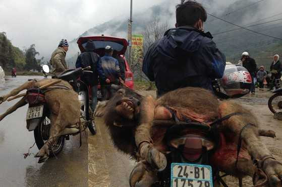 Nghé chết rét ở xã Tả Phìn và Sa Pả được chở đi giết thịt (Ảnh: Thanh Niên)