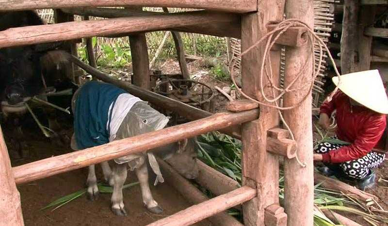 Người dân tích cực chống rét cho đàn gia súc. (Ảnh: Báo Quảng Ninh)