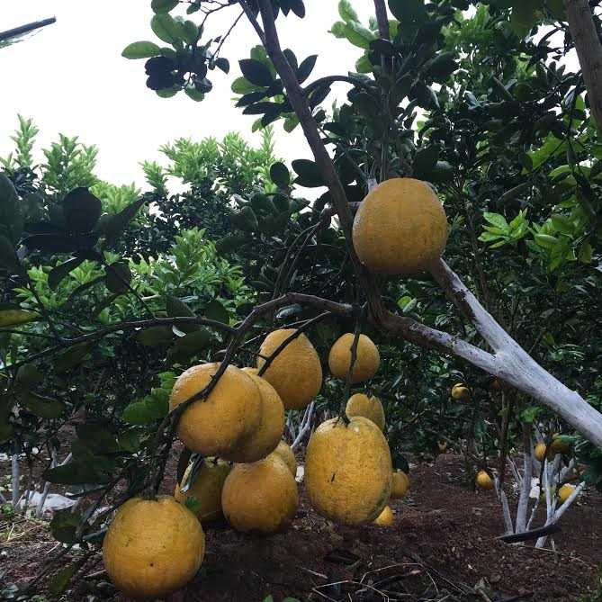 với khoảng 1.500 gốc bưởi, mỗi năm nhà bác thu được khoảng gần 2 tỷ đồng.