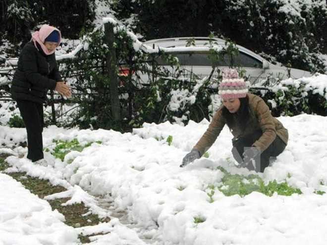 Rét đậm, rét hại xảy ra ở các tỉnh phía Bắc khiến cho người dân lao đao