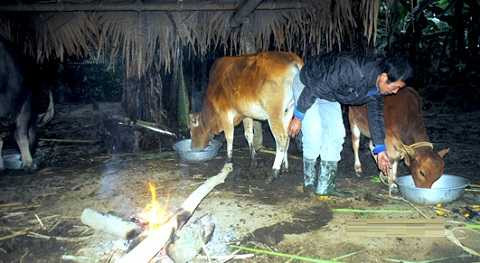 Số ít trâu bò được bà con đốt lửa sưởi ấm - Ảnh: NAO Số ít trâu bò được bà con đốt lửa sưởi ấm - Ảnh: NAO