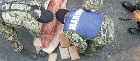 Cá mập đông lạnh thường khó bị phát hiện Cá mập đông lạnh thường khó bị phát hiện