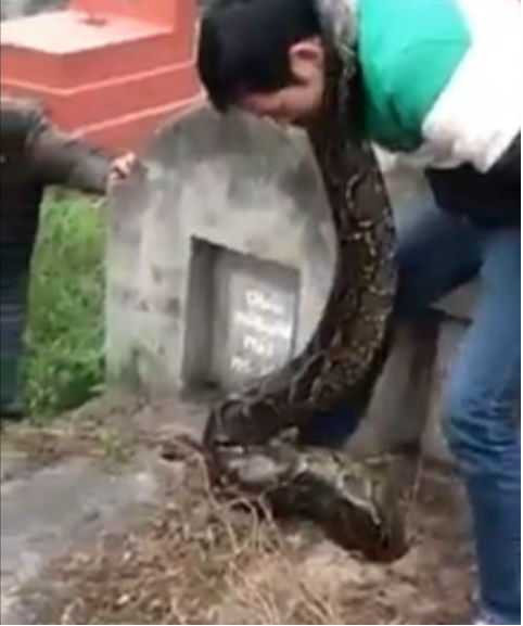 Thông tin bất ngờ về con trăn khổng lồ chui vào mộ ở Hưng Yên