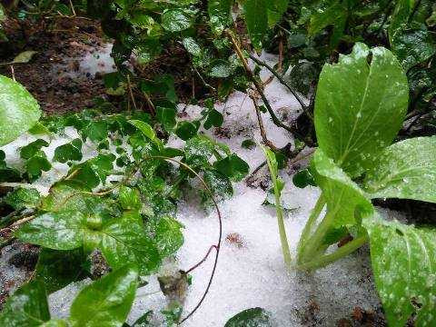 Rau xanh phủ trong băng tuyết ngày 24/1