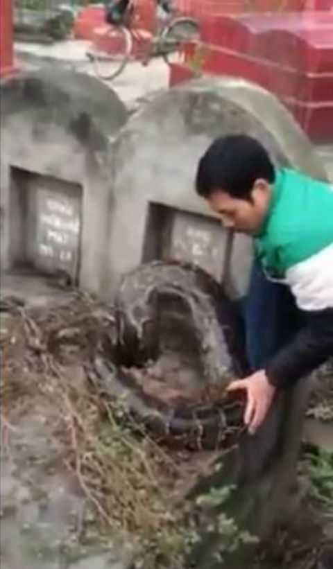 Trăn khổng lồ chui vào mộ ở Hưng Yên có là chuyện bình thường?