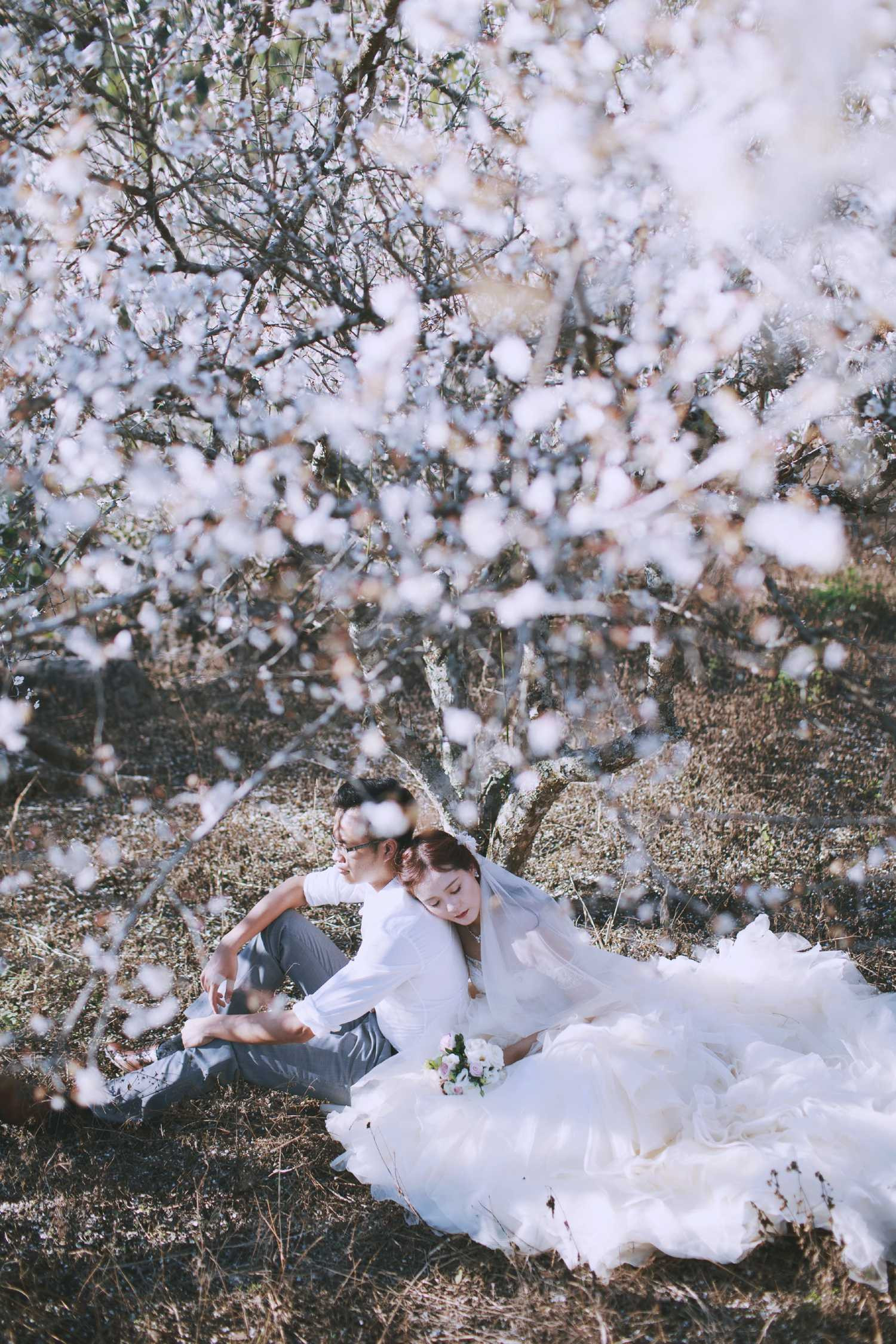 Ảnh cưới của cặp đôi Hà Thành giữa thiên đường hoa mận trắng Mộc Châu
