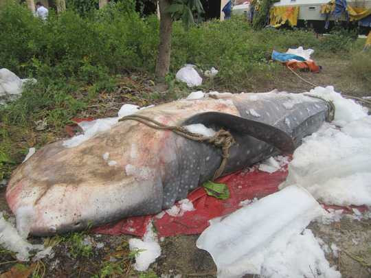 Cá Nhám Voi được người dân giao cho Viện Hải dương học- ảnh C.T