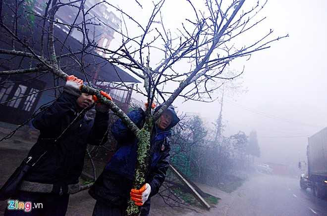 Người lên miền núi mua đào chủ yếu là dân buôn từ Hà Nội, Hải Phòng. Họ thường chọn cả cây lớn, sau đó đem cắt nhỏ từng cành. Có cây rao bán trên 20 triệu, cành nhỏ dao động từ 1 đến 5 triệu đồng.