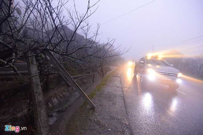 Dọc quốc lộ 4D đoạn gần đèo Ô Quy Hồ, Thác Bạc (Sa Pa, Lào Cai) đào rừng có giá bạc triệu được bày bán rất nhiều.