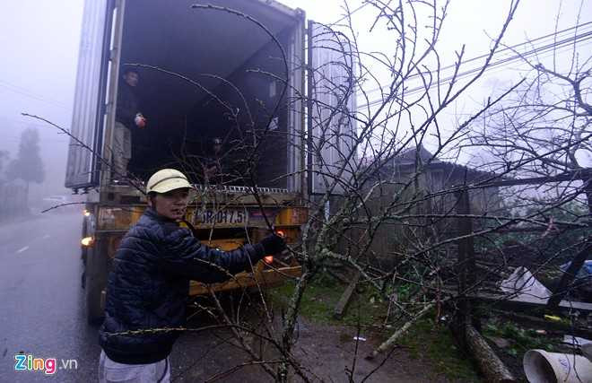 Nhiều người ở Quảng Ninh, Hải Phòng đánh cả <a href='https://vtcnews.vn/oto-xe-may.31.0.html' >xe co</a>ntainer lên để mua đào về. Người đàn ông này cho biết, đào Sa Pa đẹp và được nhiều khách hàng ưa chuộng. 