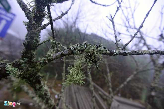 Đào rừng mốc meo, nhiều cây địa y mọc lên là đào cổ thụ lâu năm. Thân càng to, dáng đẹp có giá càng đắt.