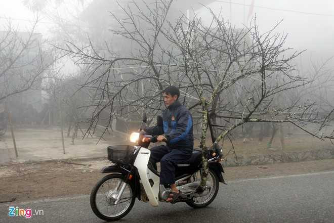 Trong khi đó tại Mộc Châu (Sơn La) nhiều người dân địa phương bắt đầu chở đào xuống phố bán. Đào được trồng chủ yếu tại các bản Tà Ôn, Tà Lỏn, Nậm Tôm, Pà Thẻn, Ba Phách.