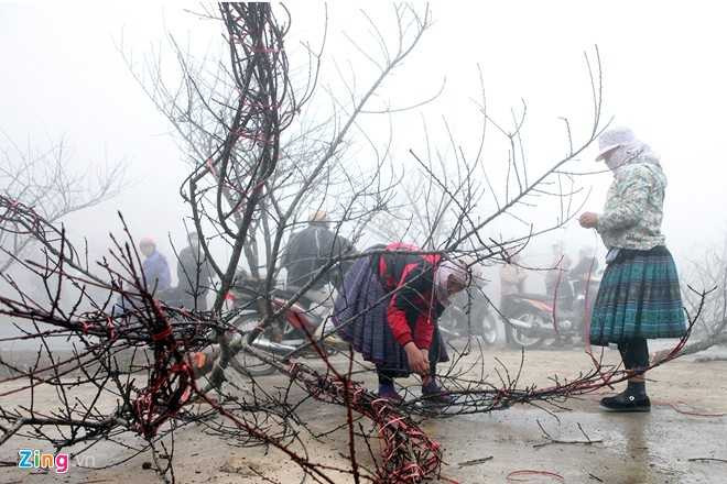 Quốc lộ 6 đoạn từ Mộc Châu về Hoà Bình tràn ngập đào rừng dọc hai bên đường những ngày giáp Tết âm lịch. 