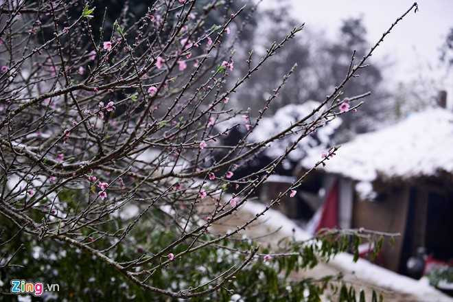 Đào rừng có một vẻ đẹp riêng và những người đã trót mê đào rừng thì thường chỉ thấy loài hoa này đẹp, chê đào dưới xuôi.