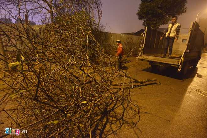 Trong khi đó tại đường Lạc Long Quân, các chợ hoa Tết của Hà Nội, đào rừng đã ồ ạt được chuyển về.