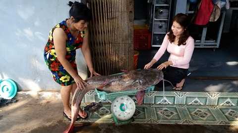 Mọi người cân xem trọng lượng của cá lăng đuôi đỏ