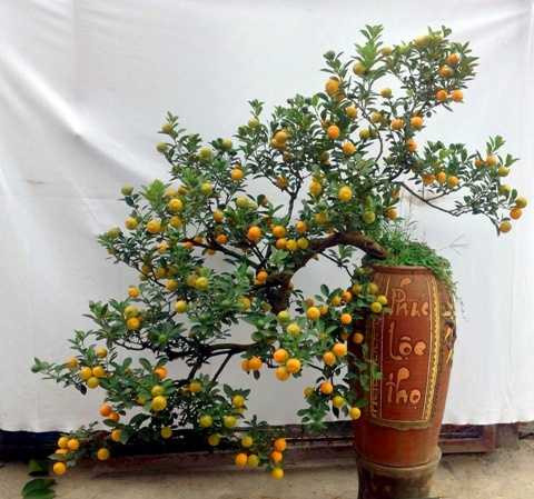 Cây quất bonsai thế long thăng - một trong những chậu quất bonsai có thế đẹp độc nhất vô nhị được cho thuê với giá bạc triệu ở Tứ Liên. Chủ nhân của nó cho biết, đã có người trả giá tới 70 triệu đồng nhưng anh vẫn quyết không bán.