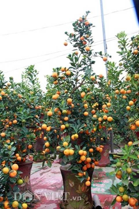 Thế long đàn phượng vũ