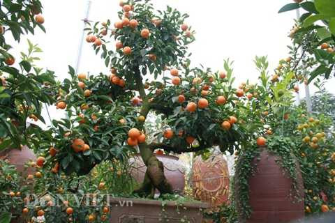 Gốc cây quất thế ngũ phúc này đã được 15 tuổi