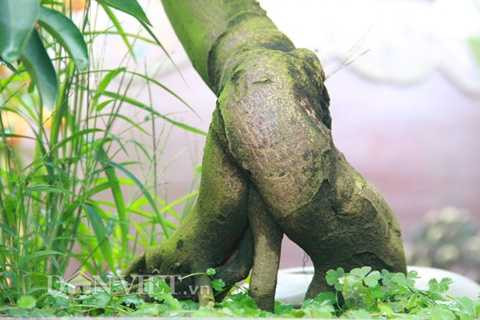 Gốc cây quất thế ngũ phúc này đã được 15 tuổi