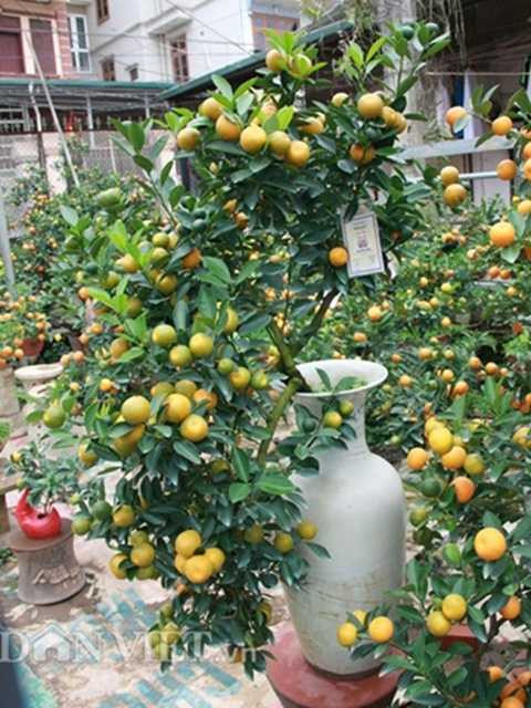 Làm cây quất thì giá cả phụ thuộc vào cây, cây nhỏ có thể có giá trị cao hơn cây to, vì có thể là thế đẹp hơn.