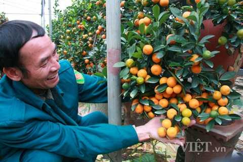 Ông Mạnh tâm sự, tốn nhiều công chăm sóc, đòi hỏi nhiều kỹ thuật nhưng quất bonsai là hướng đi mới để các nhà vườn gia tăng lợi nhuận từ nghề này.