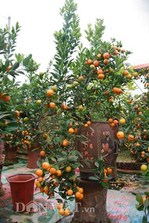 Quất bonsai thế rồng xanh cuốn núi