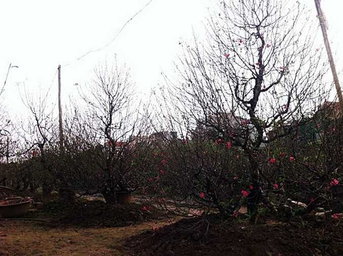 Chuyên gia hướng dẫn cách chọn đào đẹp mê ly chơi Tết