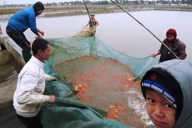Hội Am là làng nghề sản xuất, nuôi cá giống từ nhiều đời nay. Hiện cả làng có hơn 100 hộ nuôi cá giống trên tổng diện tích 21 ha. Ngoài sản xuất cá giống đặc sản ở cả ba loại nước ngọt, lợ, mặn, như cá vược, song, trê lai, chim trắng, chép, trắm đen, rô phi đơn tính…, người dân còn nuôi cá chép vàng phục vụ ngày ông Công, ông Táo (23 tháng chạp âm lịch).