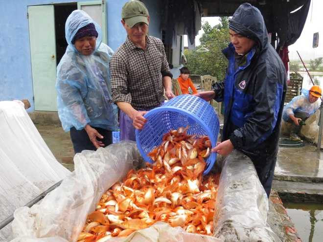  Mỗi năm Hội Am cung cấp cho các tỉnh, thành phố: Hải Phòng, Hà Nội, Quảng Ninh, Thanh Hóa, Nghệ An, Tuyên Quang, Thái Nguyên... hơn 20 tấn cá chép để cúng Táo quân. Năm nay, thương lái về thu mua muộn, giá cá chép trung bình 40.000 đồng/kg, thấp hơn năm 2015 từ 15.000 đến 20.000 đồng/kg. 