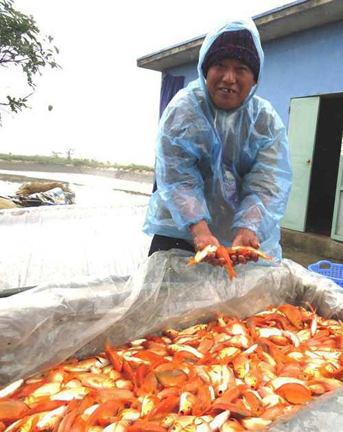 Ông Phạm Duy Hồng là một trong số ít hộ gia đình nuôi cá quy mô. Diện tích ao nuôi của gia đình hơn một mẫu, thu được khoảng 3-4 tấn cá chép. Dù năm nay giá sụt giảm, nhưng sau khi trừ chi phí, vụ cá này ông Hồng vẫn thu lãi 40 triệu đồng.