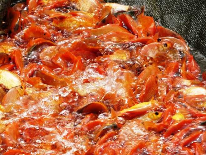 Sau khi kéo cá lên, các chủ trại và thương lái phân thành 3 loại to, trung bình và nhỏ, tương ứng với từng loại giá. Loại 15-20 con/kg giá 45.000 đồng; loại 25-30 con/kg giá 40.000 đồng và loại nhỏ 40-50 con/kg giá 35.000 đồng.