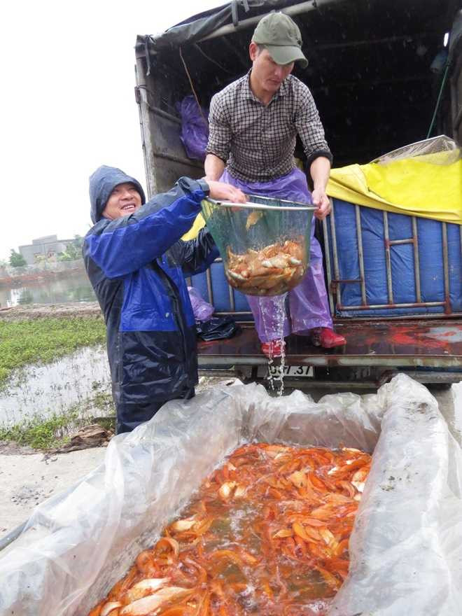 Thương lái Đàm Văn Hưng, quê Hải Dương cho biết, 20 năm nay anh đều về làng Hội Am thu mua cá chép vàng của bà con. Thị trường anh cung cấp chính là Hà Nội và Quảng Ninh. Đợt này anh Hưng nhập 8 tạ cá.