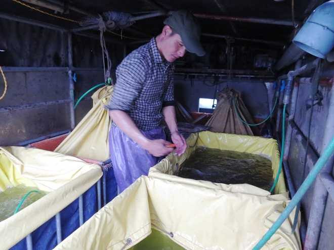 Để cá vượt qua quãng đường hơn 100 km đến với Thượng đế, các thương lái thiết kế những chiếc bể bạt và sục khí ôxy 24/24h.