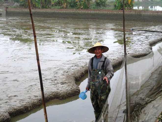 Đến ngày 30/1, phần lớn ao nuôi cá chép vàng của người dân làng nghề Hội Am đã được thu hoạch.