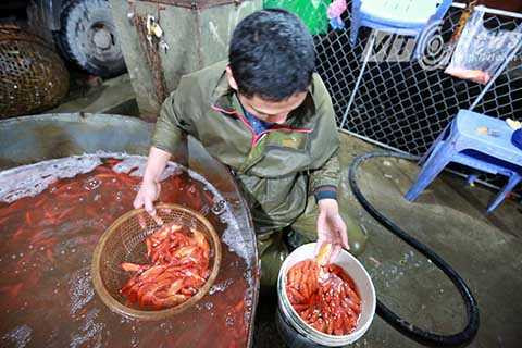 Giá cá chép vẫn không thay đổi nhiều, trung bình khoảng 50 tới 70.000 đồng/kg.”, anh Dũng cho biết thêm.