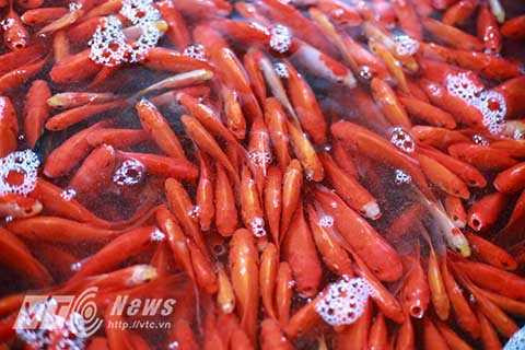 Cá chép dùng để cúng ông Táo thường có hai loại cá chính là cá chép đỏ và cá chép vàng.