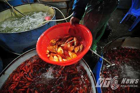 Cá chép vàng được người dân ưa chuộng trong những ngày này là cá khỏe, vẩy không bị bong, màu vàng bóng.