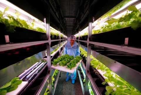 Vườn nhà kính điều khiển bằng máy tính đầu tiên của Trung Quốc nằm ở ngoại ô Bắc Kinh bắt đầu hoạt động vào năm 2010, với ánh sáng nhân tạo được sử dụng để trồng rau diếp.