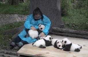 Ôm gấu trúc kiếm hơn 700 triệu đồng một năm