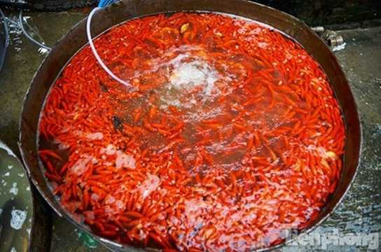 Cận ngày Tết ông Công, ông Táo, nhiều tiểu thương tranh thủ nhập thêm cá chép vàng bán Cận ngày Tết ông Công, ông Táo, nhiều tiểu thương tranh thủ nhập thêm cá chép vàng bán