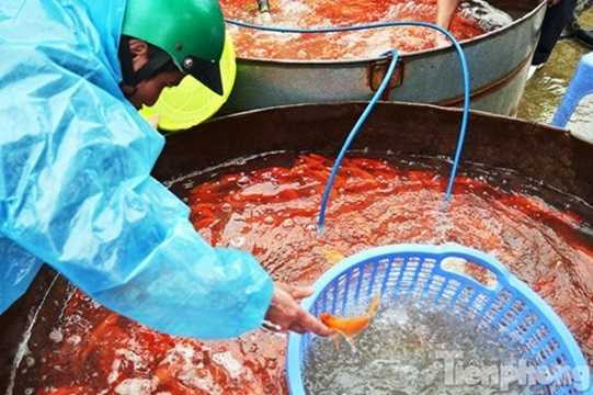 Chủ yếu những người mua cá chép ở chợ Yên Sở sau đó mang về chợ nhỏ bán lẻ. Chủ yếu những người mua cá chép ở chợ Yên Sở sau đó mang về chợ nhỏ bán lẻ.